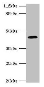 USP12 Polyclonal Antibody