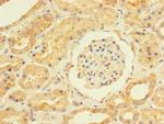 USP5 Antibody in Immunohistochemistry (Paraffin) (IHC (P))
