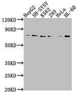 VASN Antibody in Western Blot (WB)