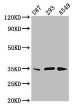 VAX1 Polyclonal Antibody