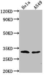 VAX2 Polyclonal Antibody