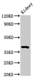 WNT3 Polyclonal Antibody
