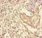 14-3-3 gamma Polyclonal Antibody