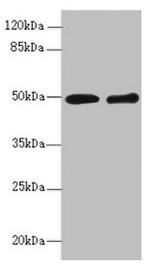 ZBTB25 Antibody in Western Blot (WB)