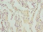 ZBTB48 Antibody in Immunohistochemistry (Paraffin) (IHC (P))