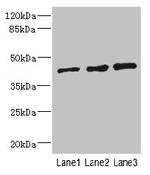 ZNF24 Antibody in Western Blot (WB)