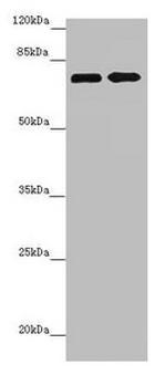 ZNF264 Antibody in Western Blot (WB)