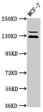 ZNF335 Antibody in Western Blot (WB)