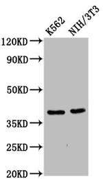 ZNF367 Antibody in Western Blot (WB)
