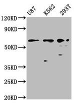 ZNF37A Polyclonal Antibody