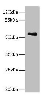 ZNF434 Polyclonal Antibody