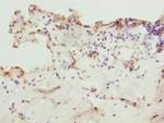 ZNF549 Antibody in Immunohistochemistry (Paraffin) (IHC (P))