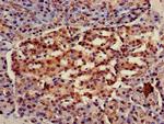HSC70 Polyclonal Antibody