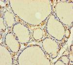 C1D Antibody in Immunohistochemistry (Paraffin) (IHC (P))