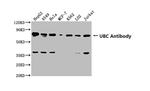 Ubiquitin Polyclonal Antibody