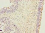 HSP40 Polyclonal Antibody