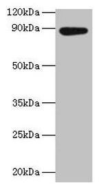 AFG3L2 Antibody in Western Blot (WB)