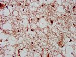 CDK11A Antibody in Immunohistochemistry (Paraffin) (IHC (P))