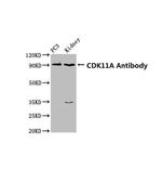 CDK11A Antibody in Western Blot (WB)
