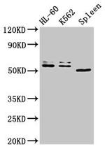 API5 Antibody in Western Blot (WB)