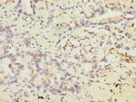 VEGFC Polyclonal Antibody