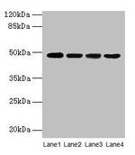 Activin A Polyclonal Antibody