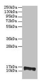 FABP8 Polyclonal Antibody