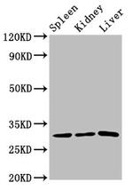 CD27 Antibody in Western Blot (WB)