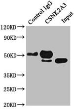 CSNK2A3 Antibody in Western Blot (WB)