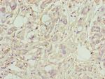 PLA2G7 Polyclonal Antibody