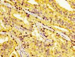 AZGP1 Antibody in Immunohistochemistry (Paraffin) (IHC (P))