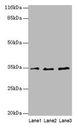 AZGP1 Antibody in Western Blot (WB)