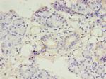 Amylin Polyclonal Antibody
