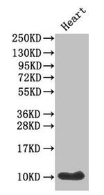 Amylin Antibody in Western Blot (WB)