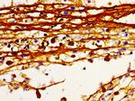 HDC Polyclonal Antibody