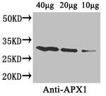 APX1 Antibody in Western Blot (WB)