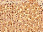 TROVE2 Antibody in Immunohistochemistry (Paraffin) (IHC (P))