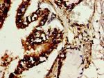 TROVE2 Antibody in Immunohistochemistry (Paraffin) (IHC (P))