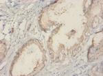 TROVE2 Antibody in Immunohistochemistry (Paraffin) (IHC (P))