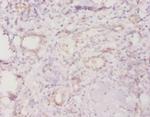 TROVE2 Antibody in Immunohistochemistry (Paraffin) (IHC (P))