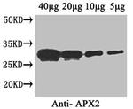 APX2 Antibody in Western Blot (WB)