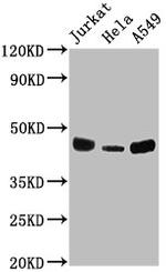 HLA-ABC Antibody in Western Blot (WB)