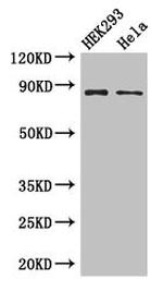 MLH1 Antibody in Western Blot (WB)