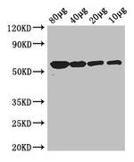 Glycerol kinase Polyclonal Antibody