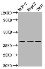 POU5F1B Antibody in Western Blot (WB)