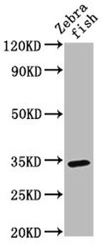 SDR Polyclonal Antibody