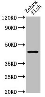 NDR1 Polyclonal Antibody