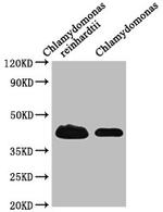 RB38 Antibody in Western Blot (WB)