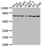 HSPA1B Antibody in Western Blot (WB)