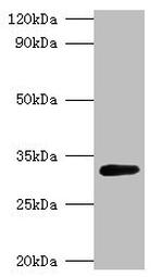 GLSA1 Polyclonal Antibody